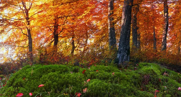 Herbstwald in den Bergen — Stockfoto