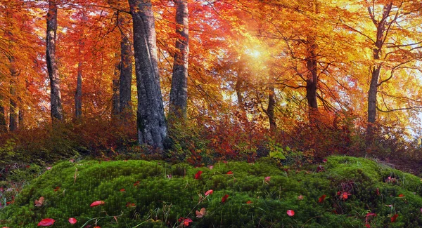 Bosque de otoño en las montañas — Foto de Stock