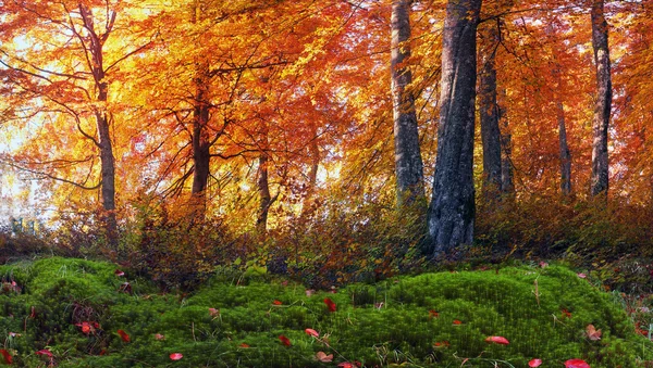 秋天的森林山 — 图库照片