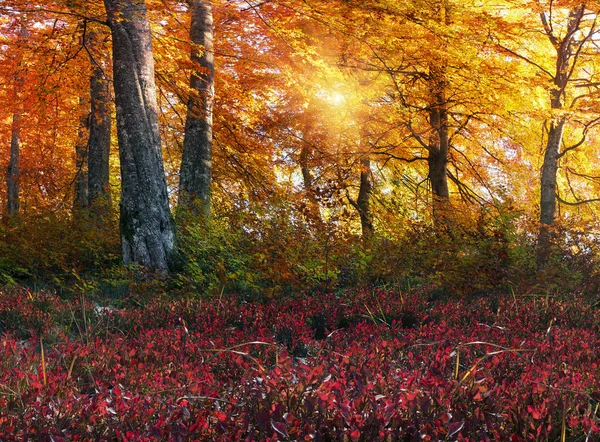 Herbstwald in den Bergen — Stockfoto
