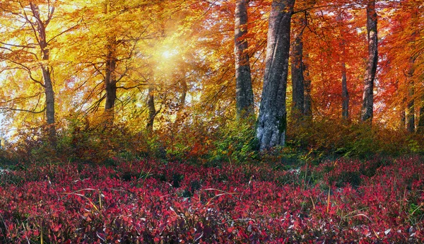 Forêt d'automne en montagne — Photo