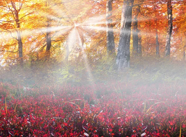 秋天的森林山 — 图库照片