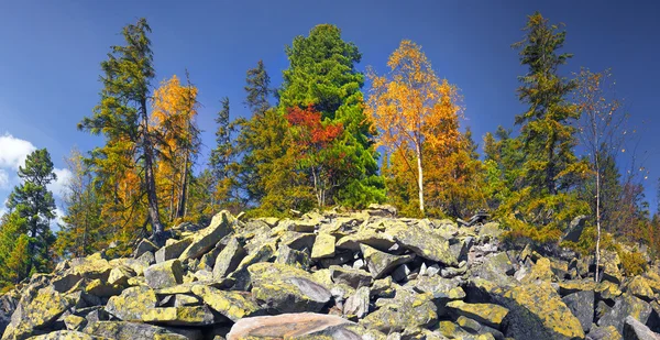 Árvores florestais de outono — Fotografia de Stock