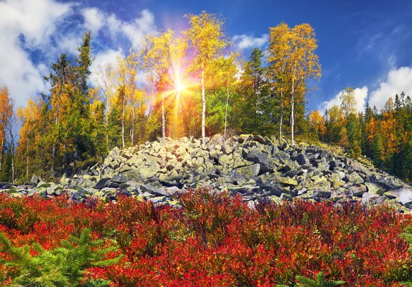 Herbstwälder — Stockfoto