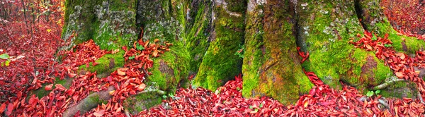 Mattina nella nebbiosa foresta — Foto Stock