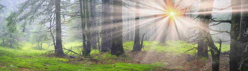 Magic Carpathian forest at dawn with sunny rays
