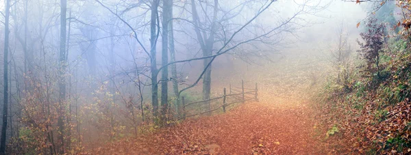 Manhã em neblina Floresta — Fotografia de Stock