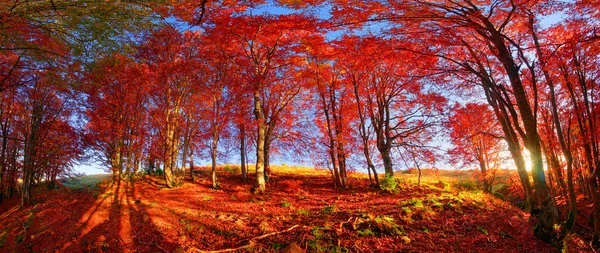 Autumn forest in mountains — Stock Photo, Image