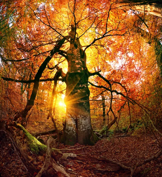 Bosque de otoño en las montañas — Foto de Stock