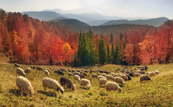 Gregge di pecore ai Carpazi — Foto Stock