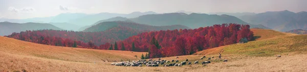Rebaño de ovejas en los Cárpatos — Foto de Stock
