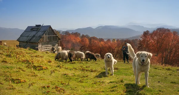 Rebanho de ovinos em Cárpatos — Fotografia de Stock