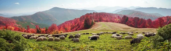 Овцеводство в Карпатах — стоковое фото