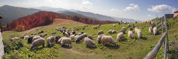 カルパティア山脈で羊の群れ — ストック写真