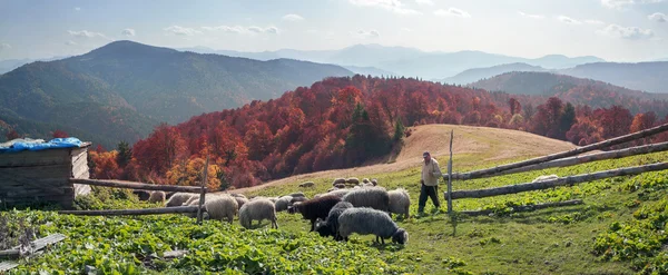 Овцеводство в Карпатах — стоковое фото
