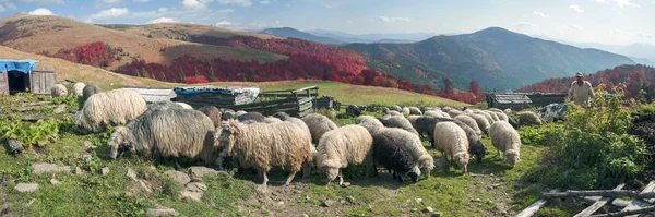 Carpathians에서 양 무리 — 스톡 사진