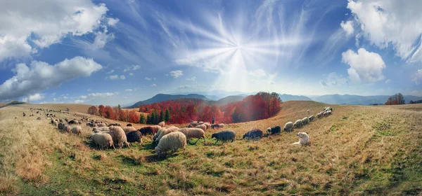 Стадо овець в Карпатах — стокове фото