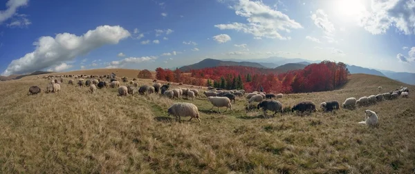 Stádo ovcí na Karpaty — Stock fotografie