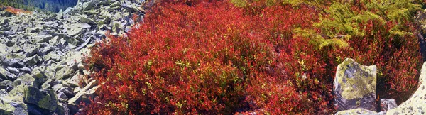 Herbes d'automne alpines — Photo