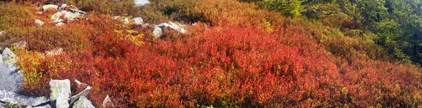 Alpejskie zioła jesień — Zdjęcie stockowe