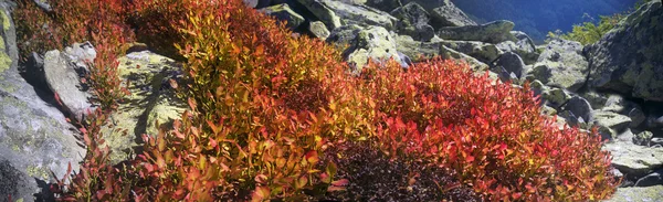 Alp sonbahar otlar — Stok fotoğraf