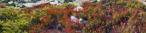 Alpine autumn herbs — Stock Photo, Image