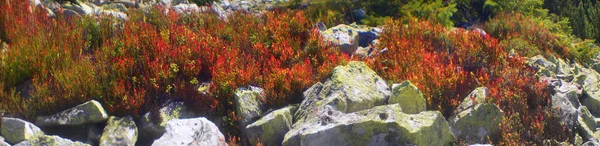 Herbes d'automne alpines — Photo