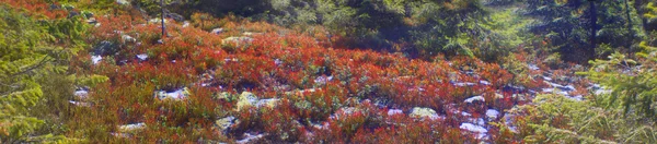 Alpine hösten örter — Stockfoto