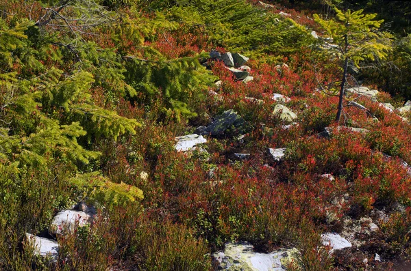Herbes d'automne alpines — Photo
