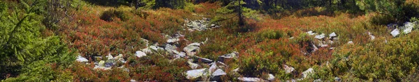 Hierbas alpinas de otoño —  Fotos de Stock