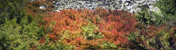 Alpine Herbstkräuter — Stockfoto