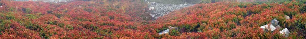 Alpejskie zioła jesień — Zdjęcie stockowe