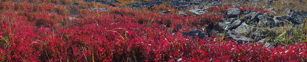 Alpine Herbstkräuter — Stockfoto