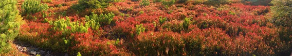 高山的秋季草药 — 图库照片
