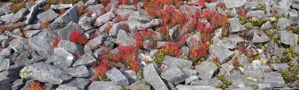 Alpine Herbstkräuter — Stockfoto