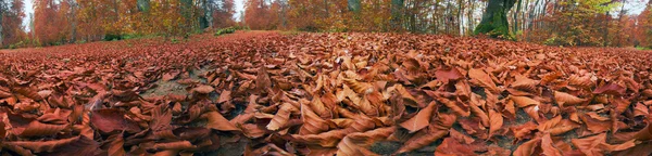 Jesień opadłych liści — Zdjęcie stockowe