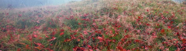 Ervas alpinas de outono — Fotografia de Stock