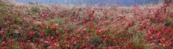 Alpine Herbstkräuter — Stockfoto