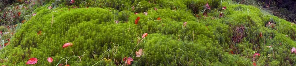 Moss och blad i höst skog — Stockfoto