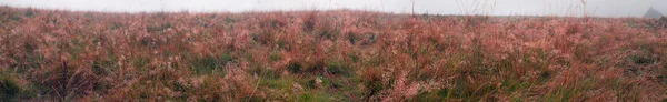 Herbes d'automne alpines — Photo