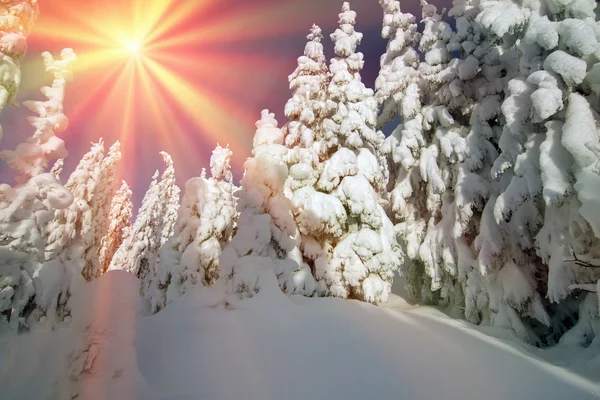 Belle forêt de sapins sauvages — Photo