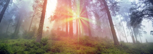 Raios de nascer do sol na floresta — Fotografia de Stock