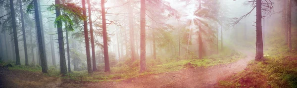 Ormandaki gündoğumu kirişler — Stok fotoğraf