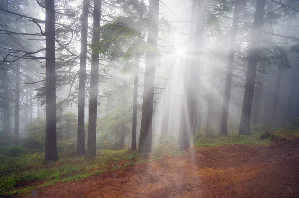 아름 다운 카 르 파 티아 숲 — 스톡 사진