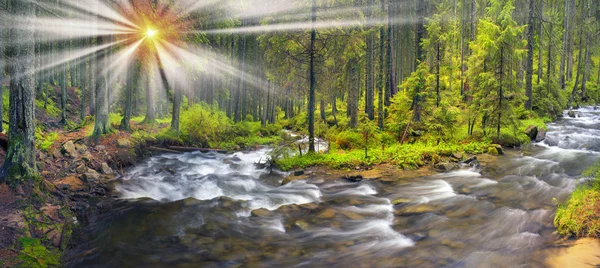 Hutan liar sungai — Stok Foto