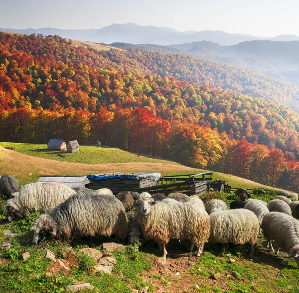 Koyun sürüsü, Karpatlar — Stok fotoğraf
