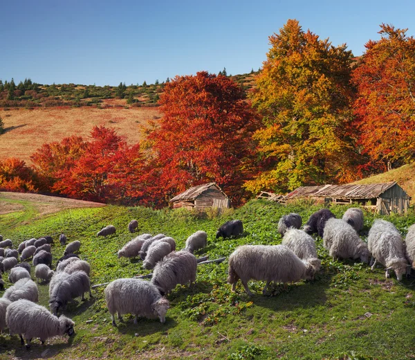 sheep herd at Carpathians