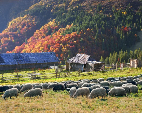 Rebanho de ovinos em Cárpatos — Fotografia de Stock