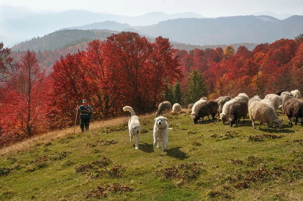 sheep herd at Carpathians