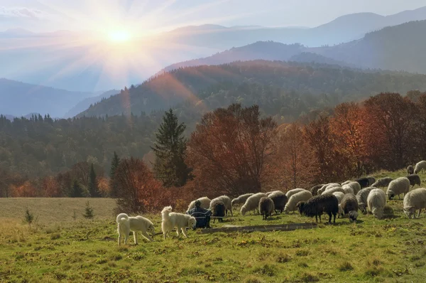 Стадо Овець Випасу Українських Карпатах — стокове фото